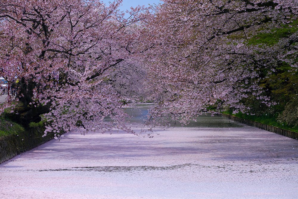 Sakura Fubuki — The Japanese Cherry Blossom Blizzard – The Wabi