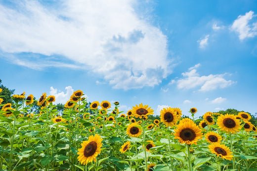 Sunflowers are here! - The Wabi Sabi Shop