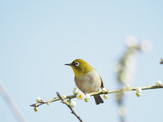 Three Cold, Four Warm – Japan’s Spring Dance - The Wabi Sabi Shop