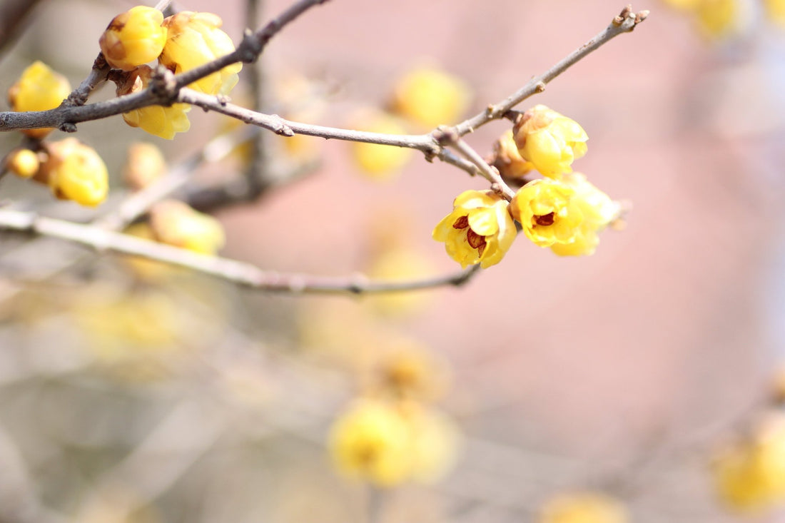 Welcoming Spring’s Simple Beauty - The Wabi Sabi Shop