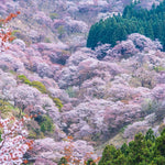 Shirayuki Kitchen Cloth - Sakura