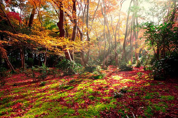 5 Place to Visit to See Beautiful Autumn Foliage in Japan - The Wabi Sabi Shop