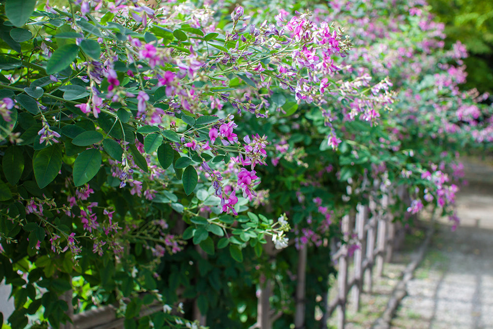 Bush Clover: One of the Seven Autumn Flowers in Japan - The Wabi Sabi Shop
