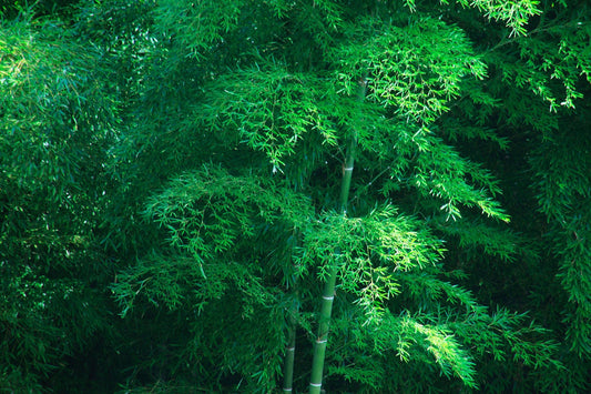 A Rare Event: Bamboo Blooming in Japan - The Wabi Sabi Shop