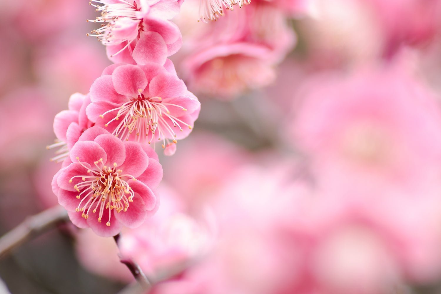 桜梅桃李 — Blooming in Your Own Time - The Wabi Sabi Shop