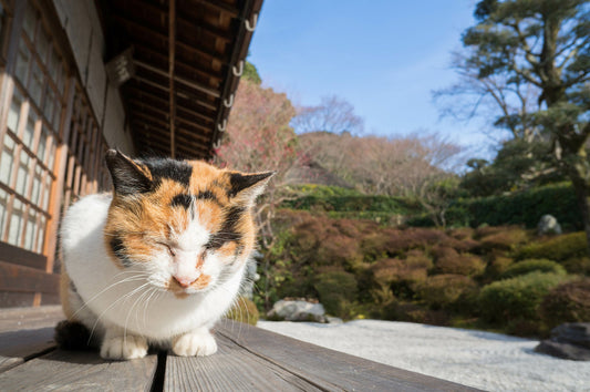 Cat Day in Japan: The Unofficial Holiday for Cat Lovers in Japan - The Wabi Sabi Shop