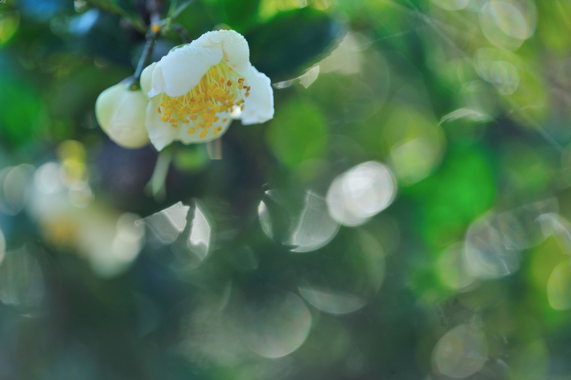 一期一会 — Cherish Every Moment - The Wabi Sabi Shop