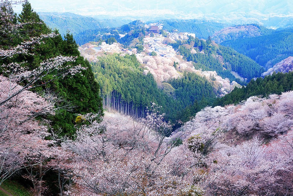 Cherry blossoms on Mt. Yoshino - The Wabi Sabi Shop