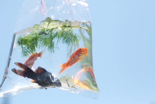 金魚すくい — Goldfish Scooping at the Summer Festival - The Wabi Sabi Shop