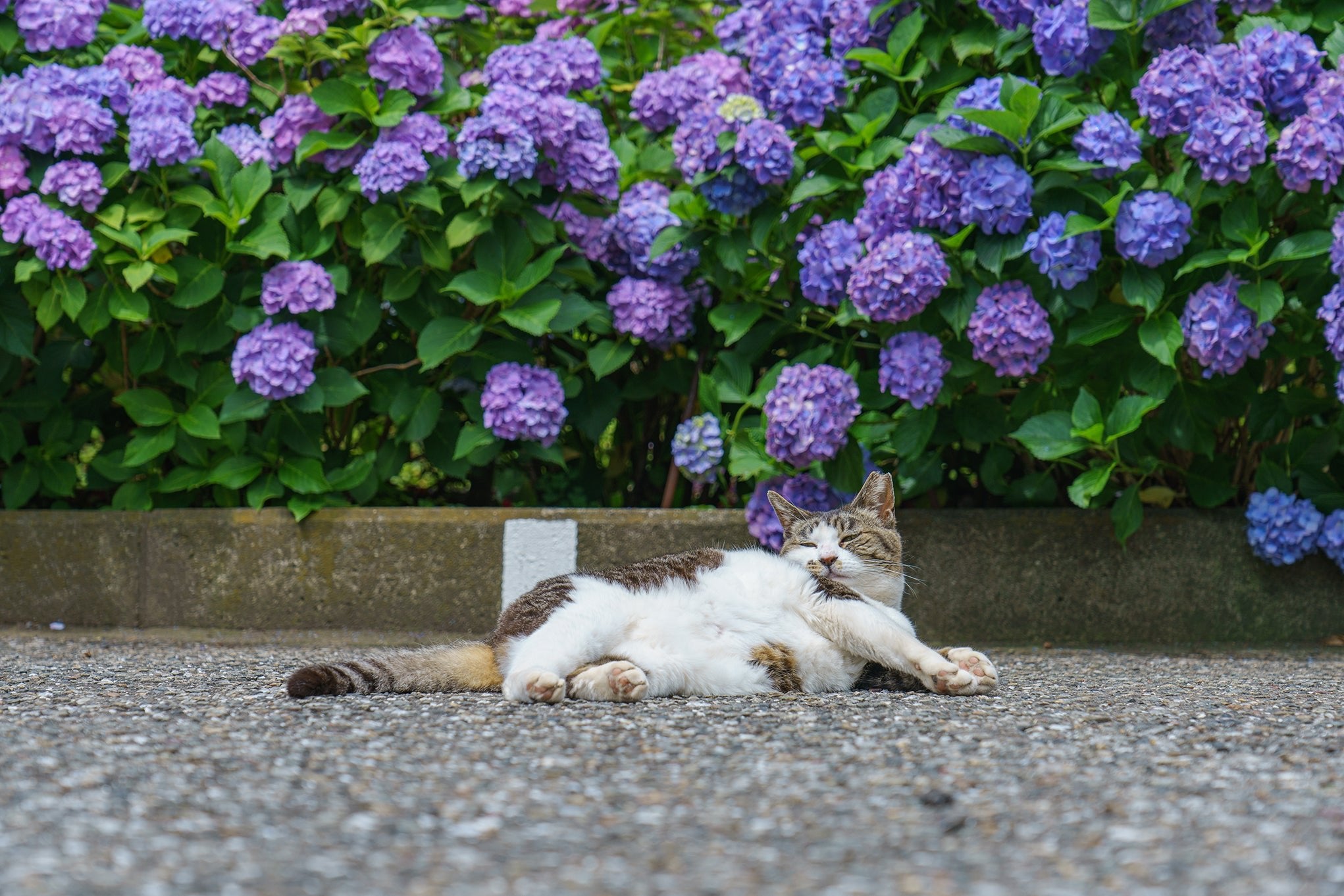 Hydrangea Season in Japan - The Wabi Sabi Shop