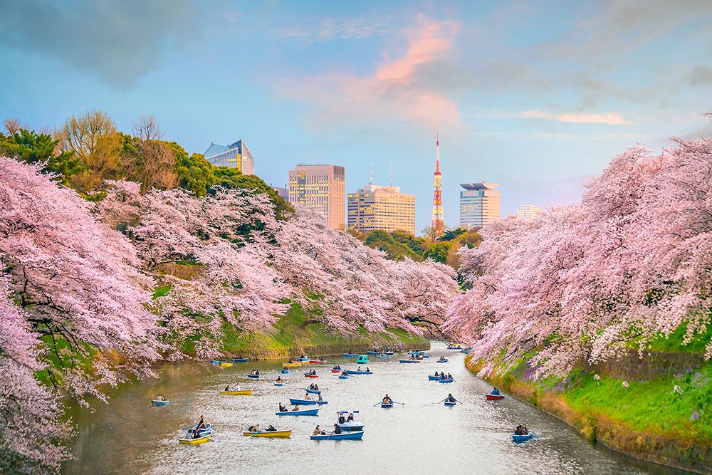 Sakura Trees Are In Full Bloom In Tokyo This Week! - The Wabi Sabi Shop