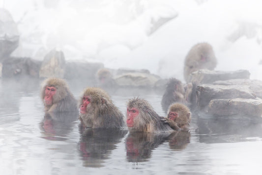 Snow Monkeys: Nature’s Zen Masters in Japan’s Onsens - The Wabi Sabi Shop