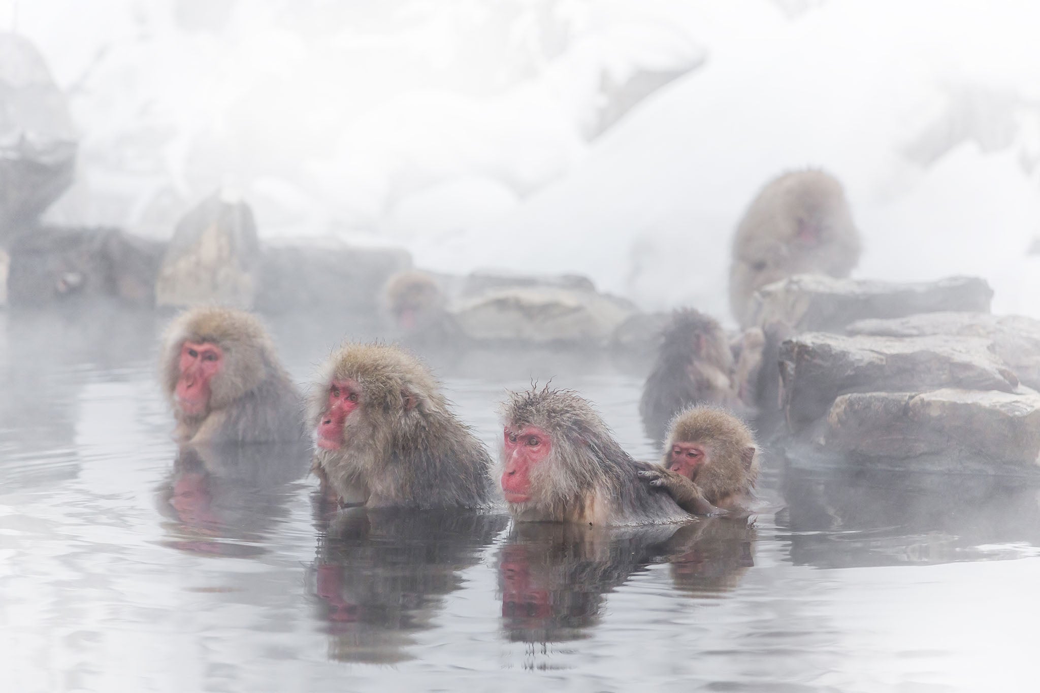 Snow Monkeys — The Monkeys Who Found the Hot Springs - The Wabi Sabi Shop