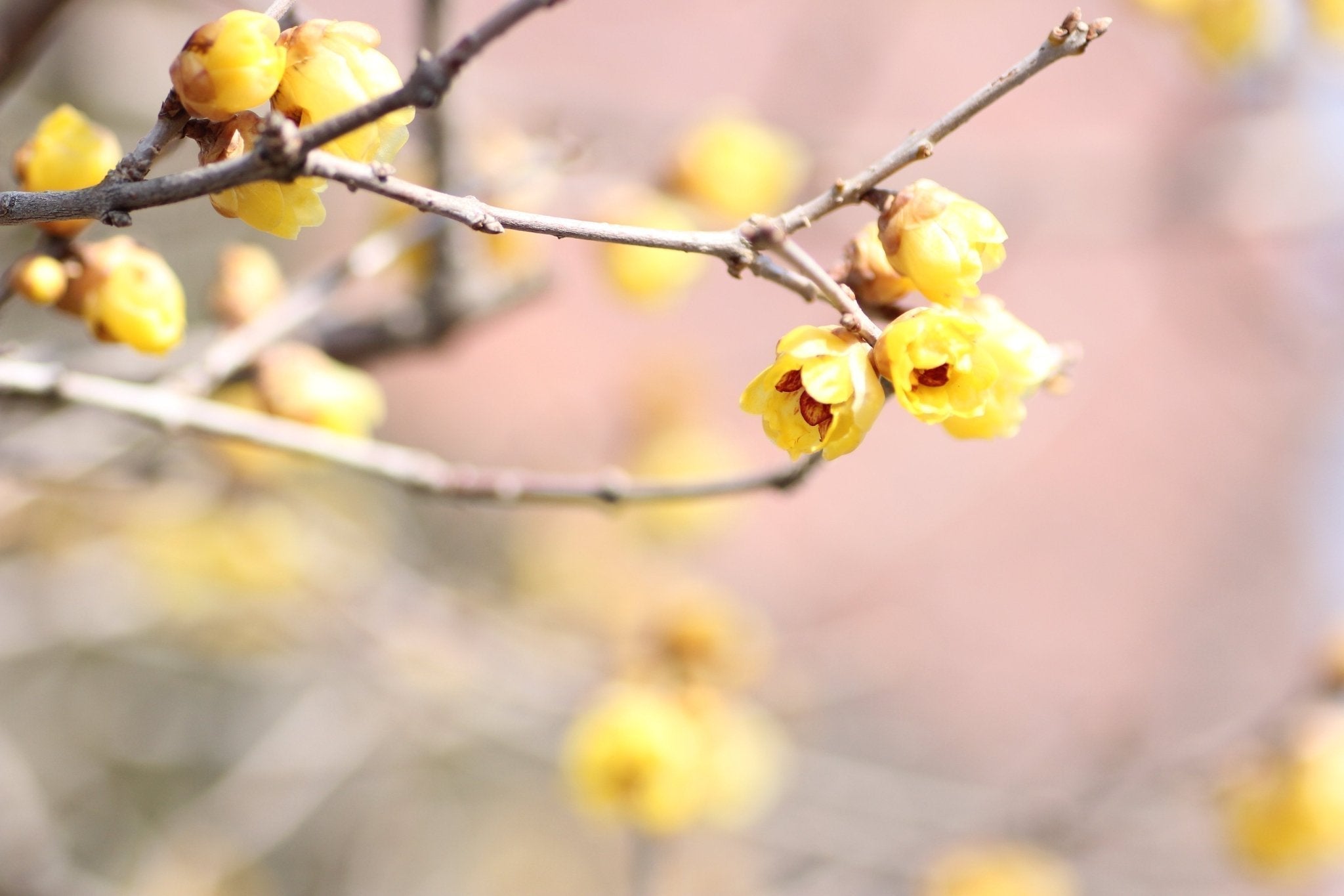 立春 — The Day Spring Is Named - The Wabi Sabi Shop