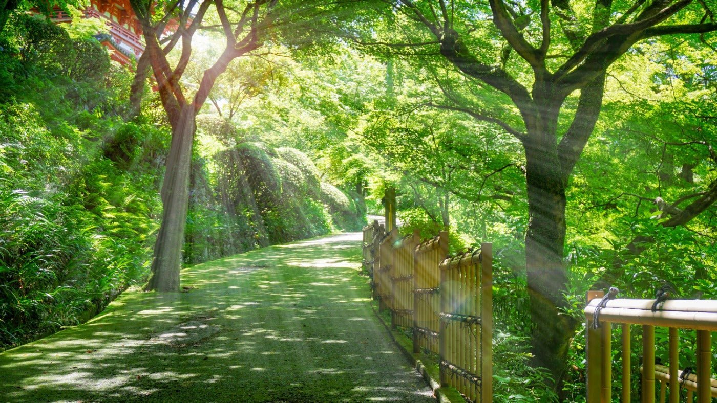 森林浴 — The Healing Power of Forest Bathing - The Wabi Sabi Shop