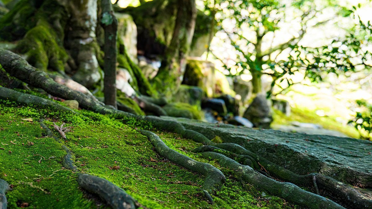 Japanese Tree Relocation 根回し — Nemawashi: The Japanese Art of Laying the Groundwork | Wabi Sabi ...