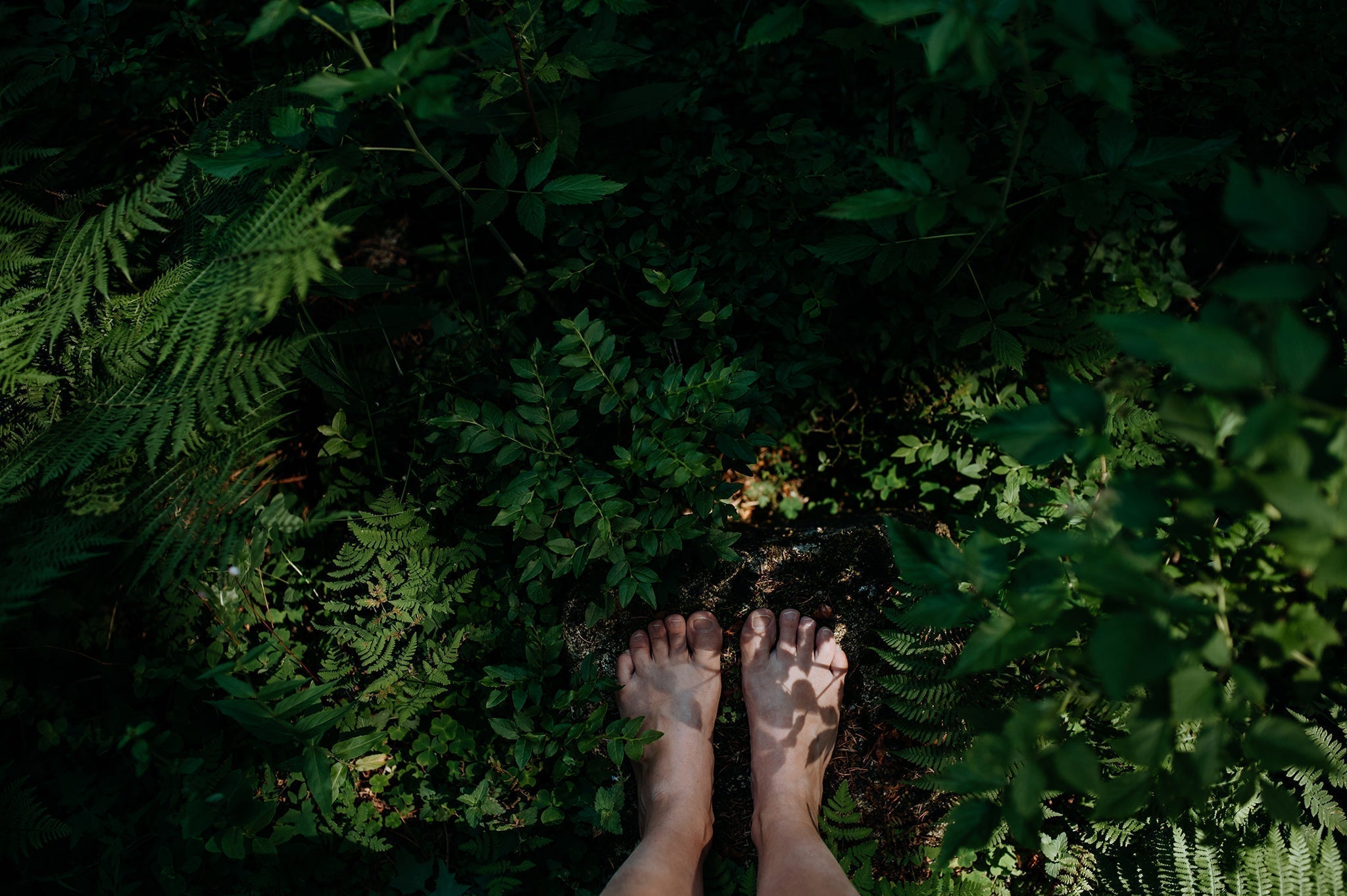 森林浴 — The Japanese Practice of Forest Bathing - The Wabi Sabi Shop