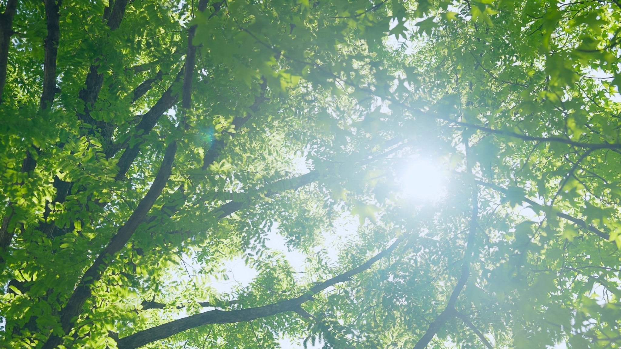 木漏れ日 — The Light Through the Leaves - The Wabi Sabi Shop