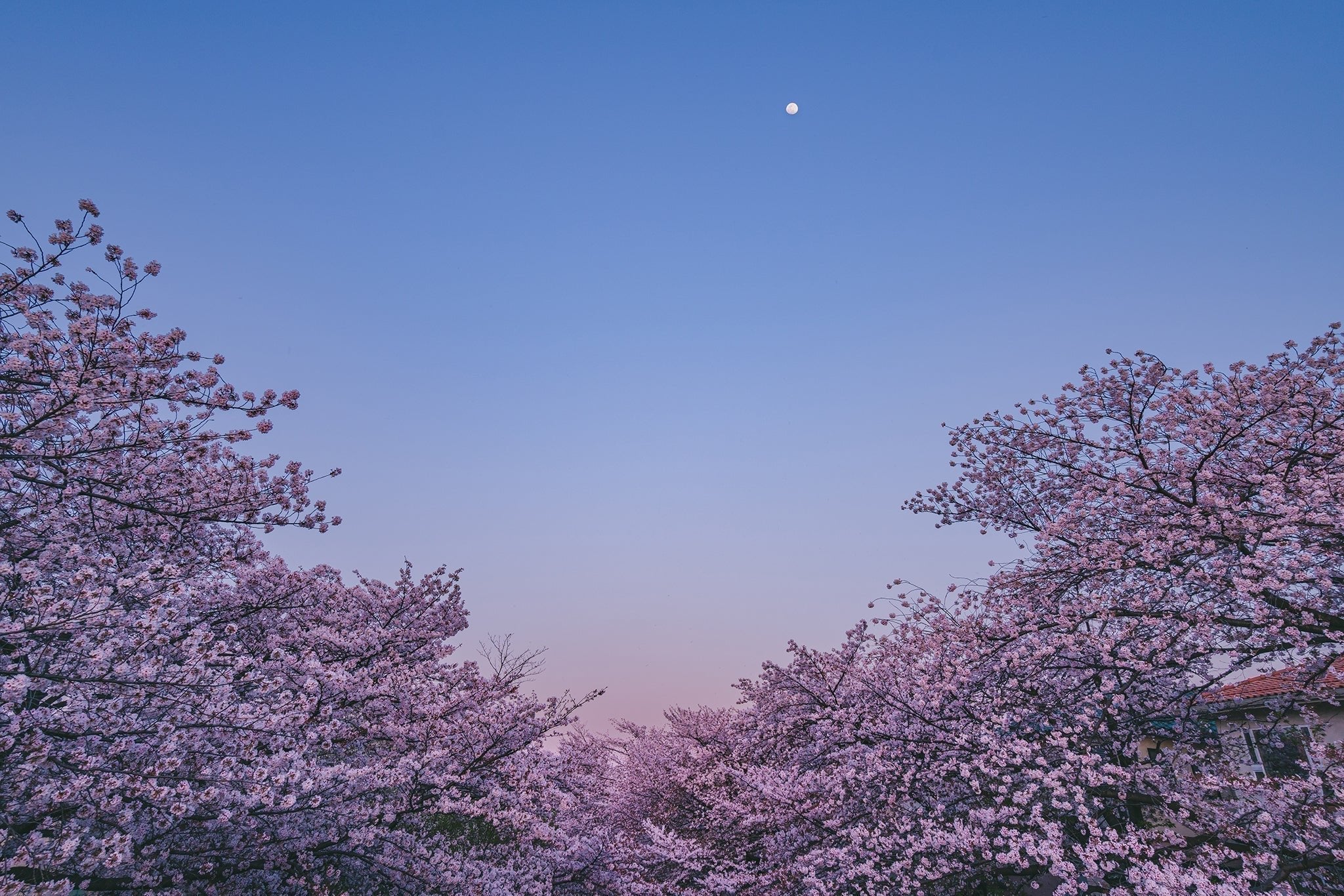 The Moon Is Beautiful, Isn’t It? - The Wabi Sabi Shop