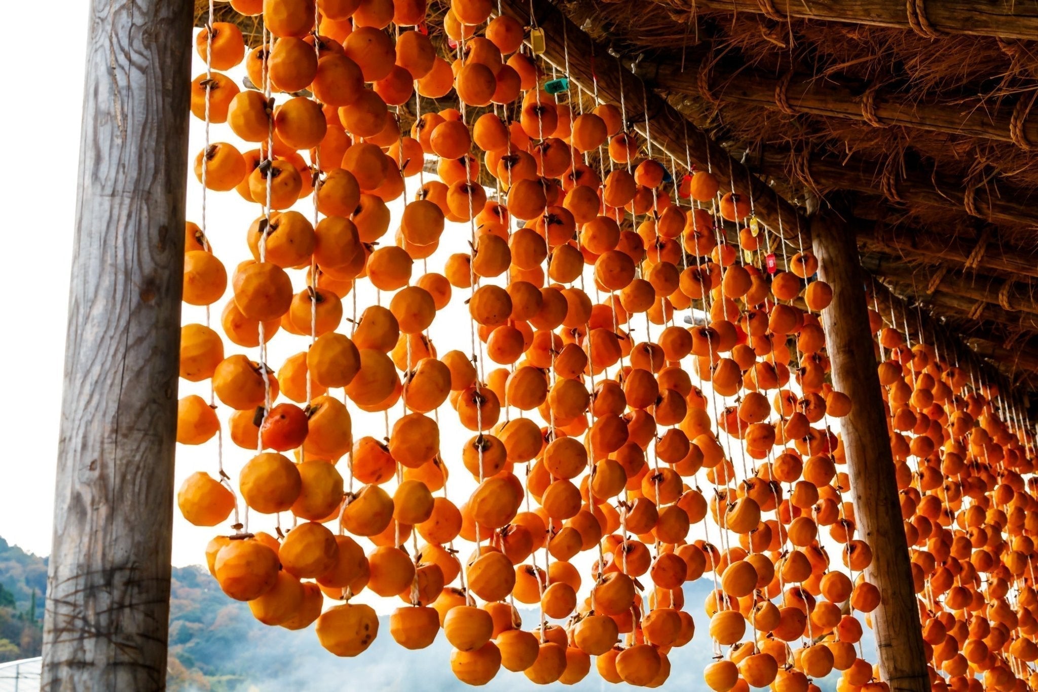 干し柿 — The Persimmons That Hang All Winter - The Wabi Sabi Shop
