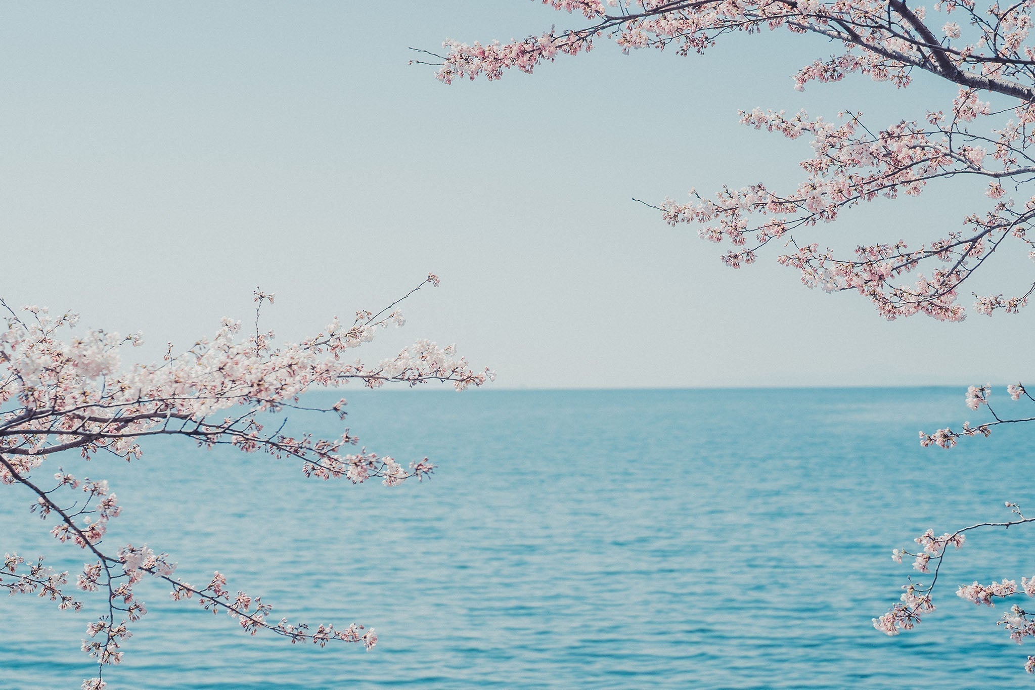 恋の予感 — The Premonition of Love - The Wabi Sabi Shop