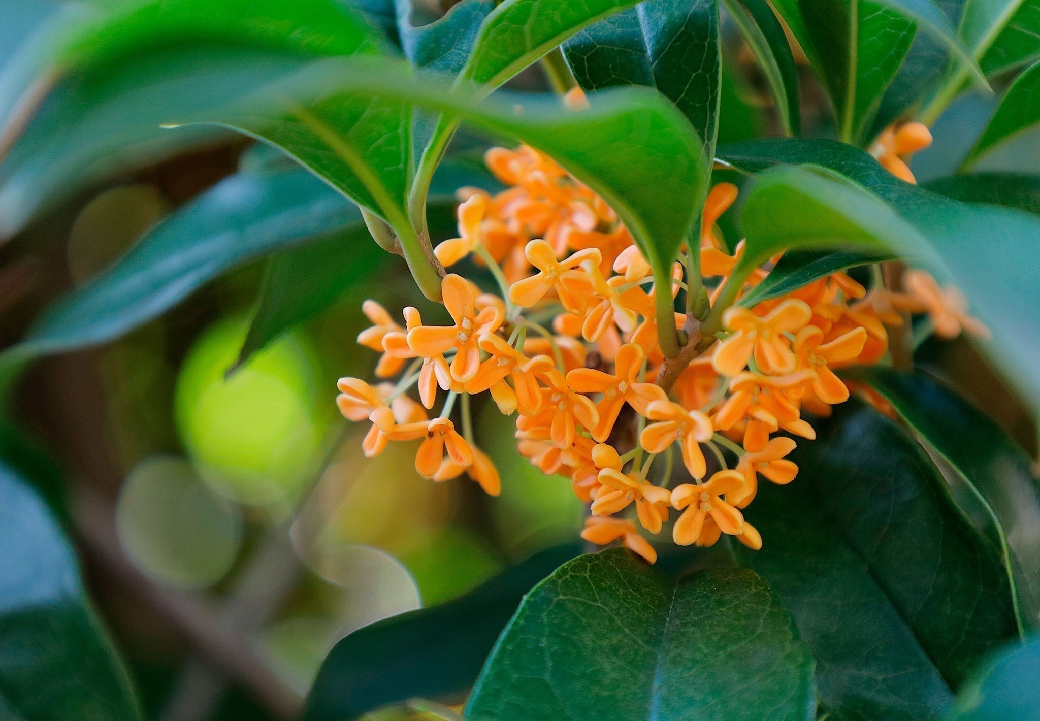 謙虚— The Quiet Strength of Modesty - The Wabi Sabi Shop