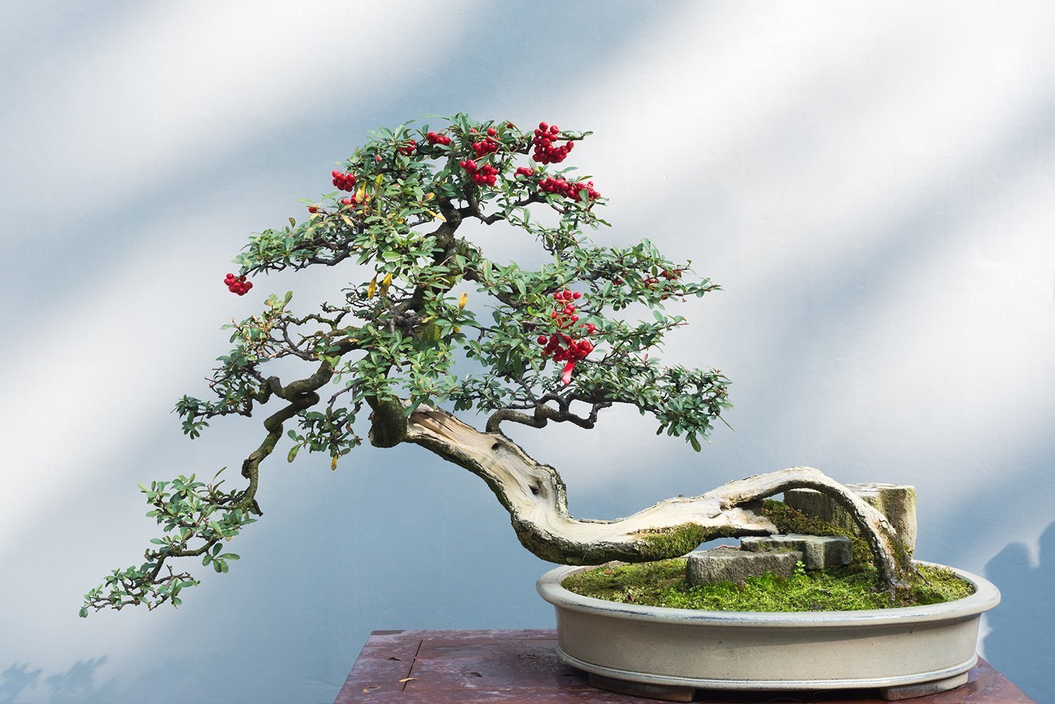 盆栽 — The Tree in the Pot - The Wabi Sabi Shop