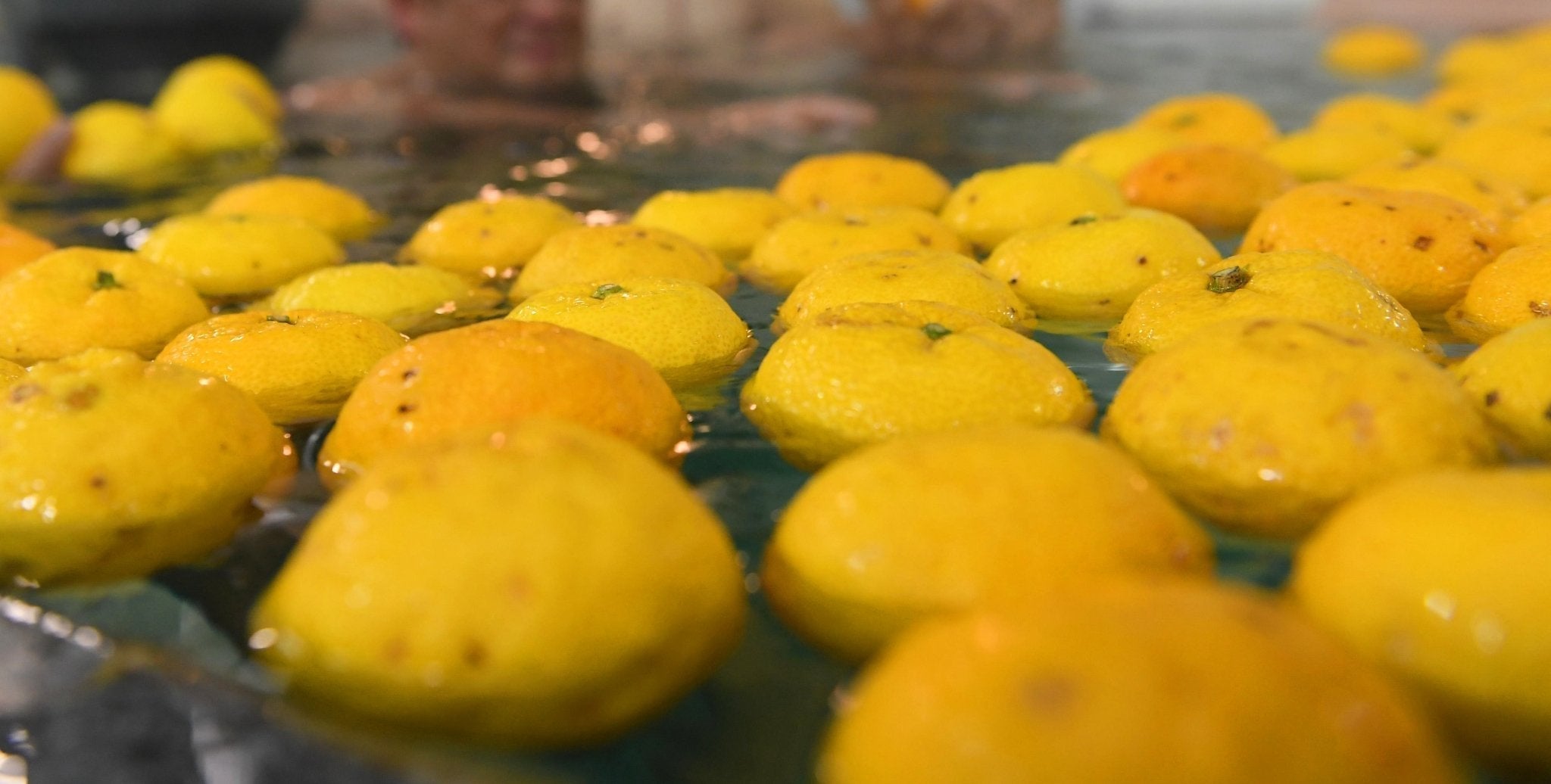 冬至の柚子湯 — The Yuzu Bath on the Shortest Day - The Wabi Sabi Shop