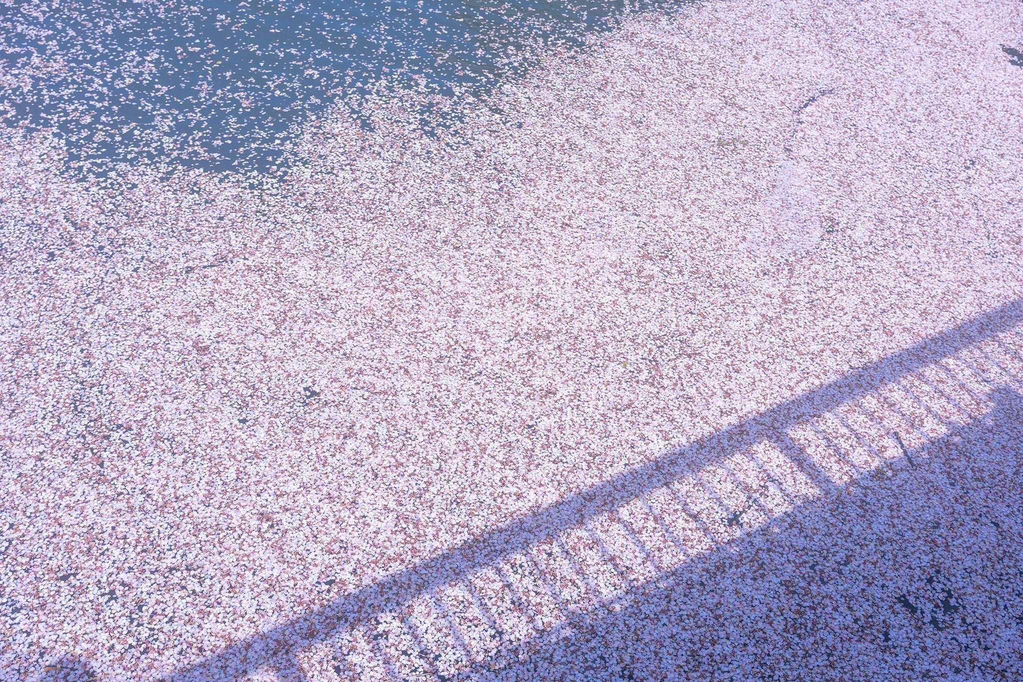 無常 — What Cherry Blossoms Teach Us About Impermanence - The Wabi Sabi Shop