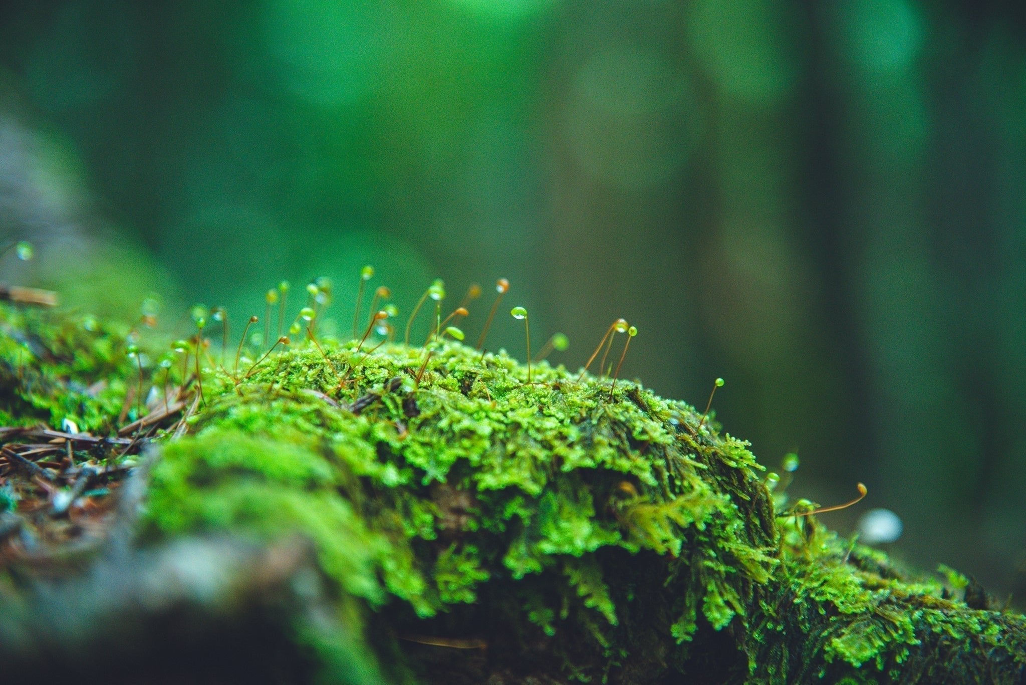 Yaoyorozu — The Countless Spirits of Japan - The Wabi Sabi Shop