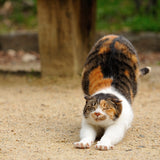 Shirayuki Kitchen Cloth - Meow