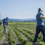 Furoshiki 100 – Naturally Indigo - Dyed Ichimatsu Gradation