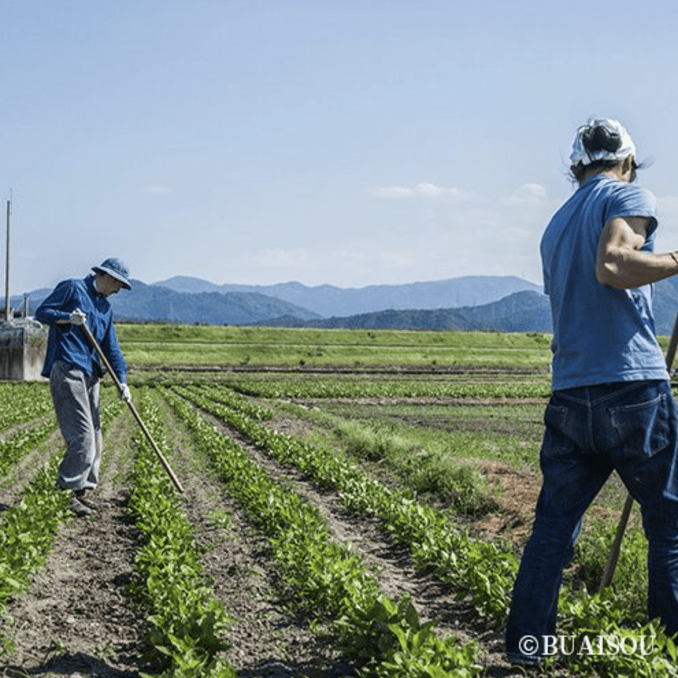 Furoshiki 100 – Naturally Indigo - Dyed Ichimatsu Gradation