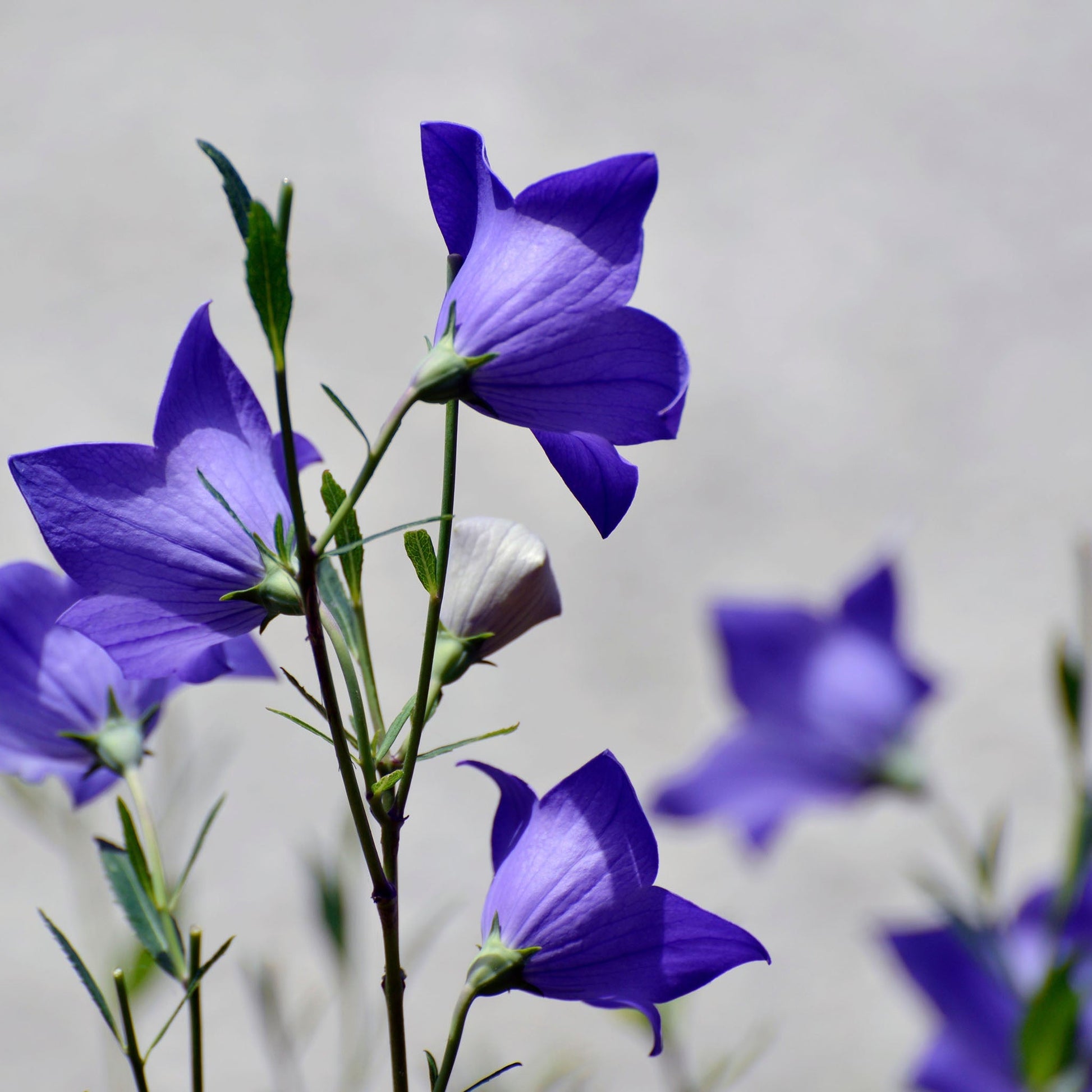 Hyouka Blossom Cup, Bellflower