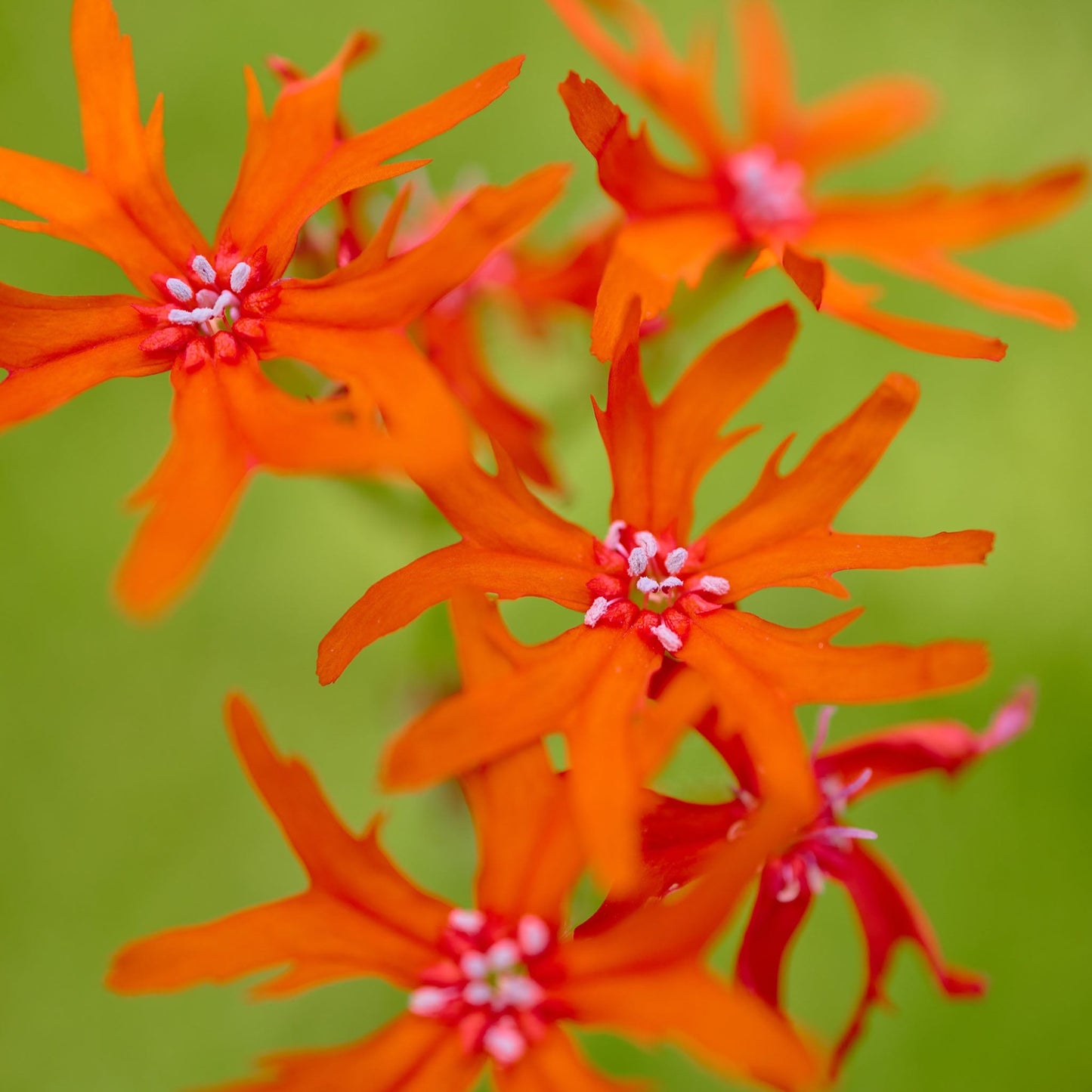 Hyouka Blossom Cup, Catchfly