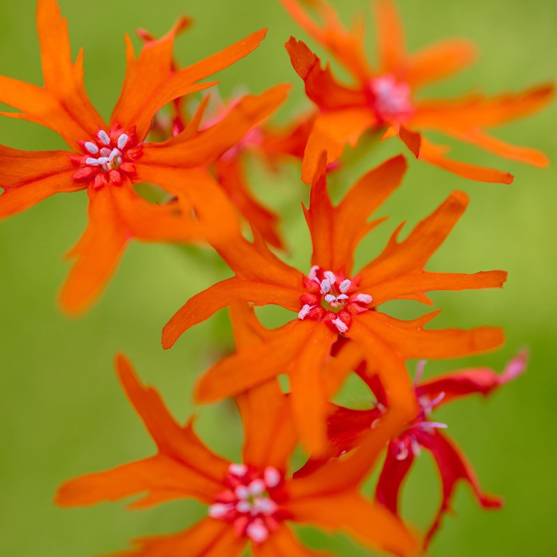 Hyouka Blossom Cup, Catchfly