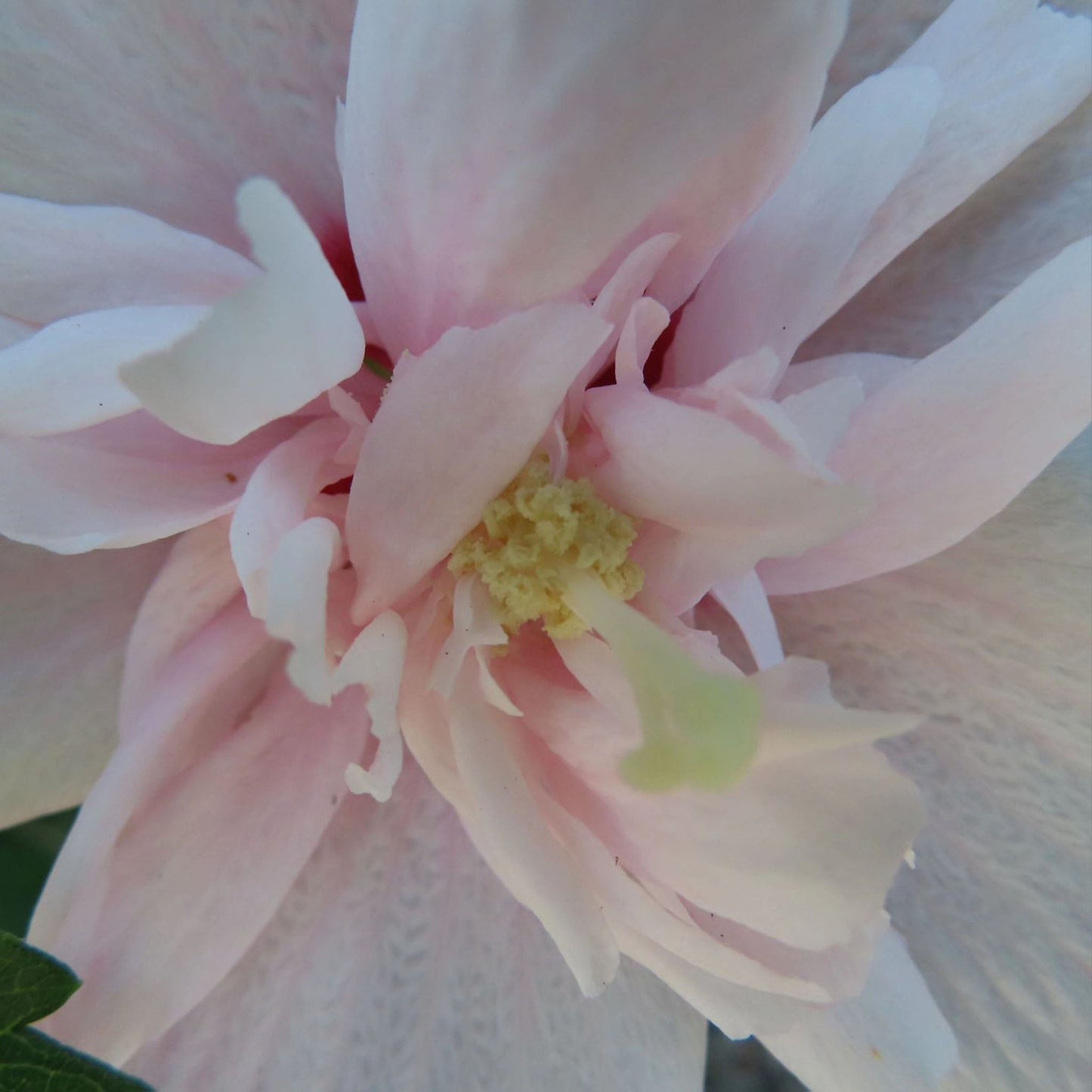 Hyouka Blossom Cup, Rose of Sharon