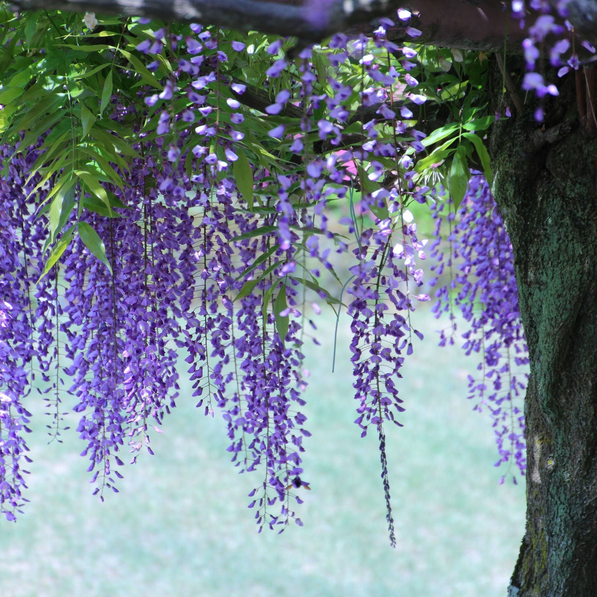 Hyouka Blossom Cup, Wisteria