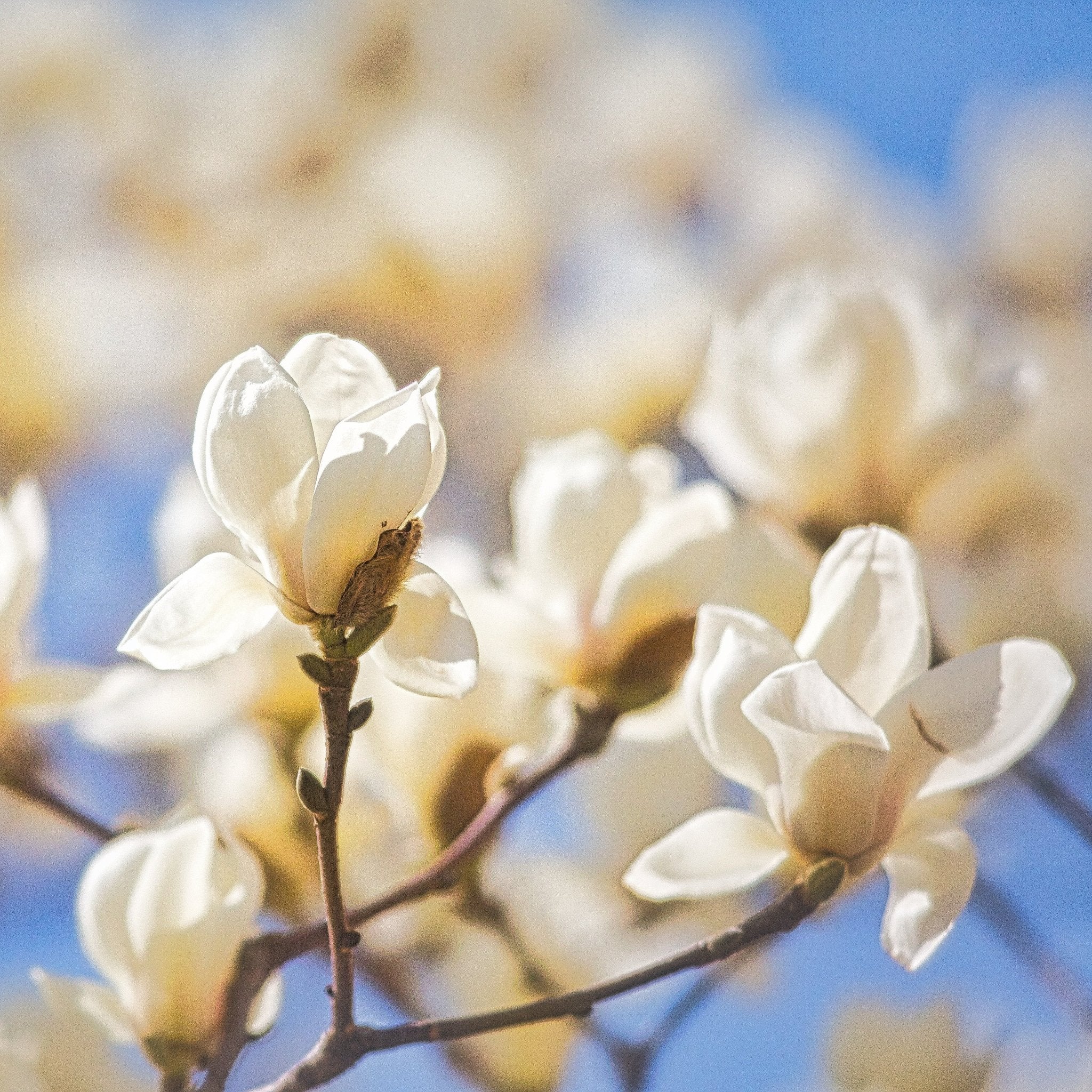 Koto no Kou Incense from Kyoto — Magnolia