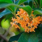 Koto no Kou Incense from Kyoto — Osmanthus