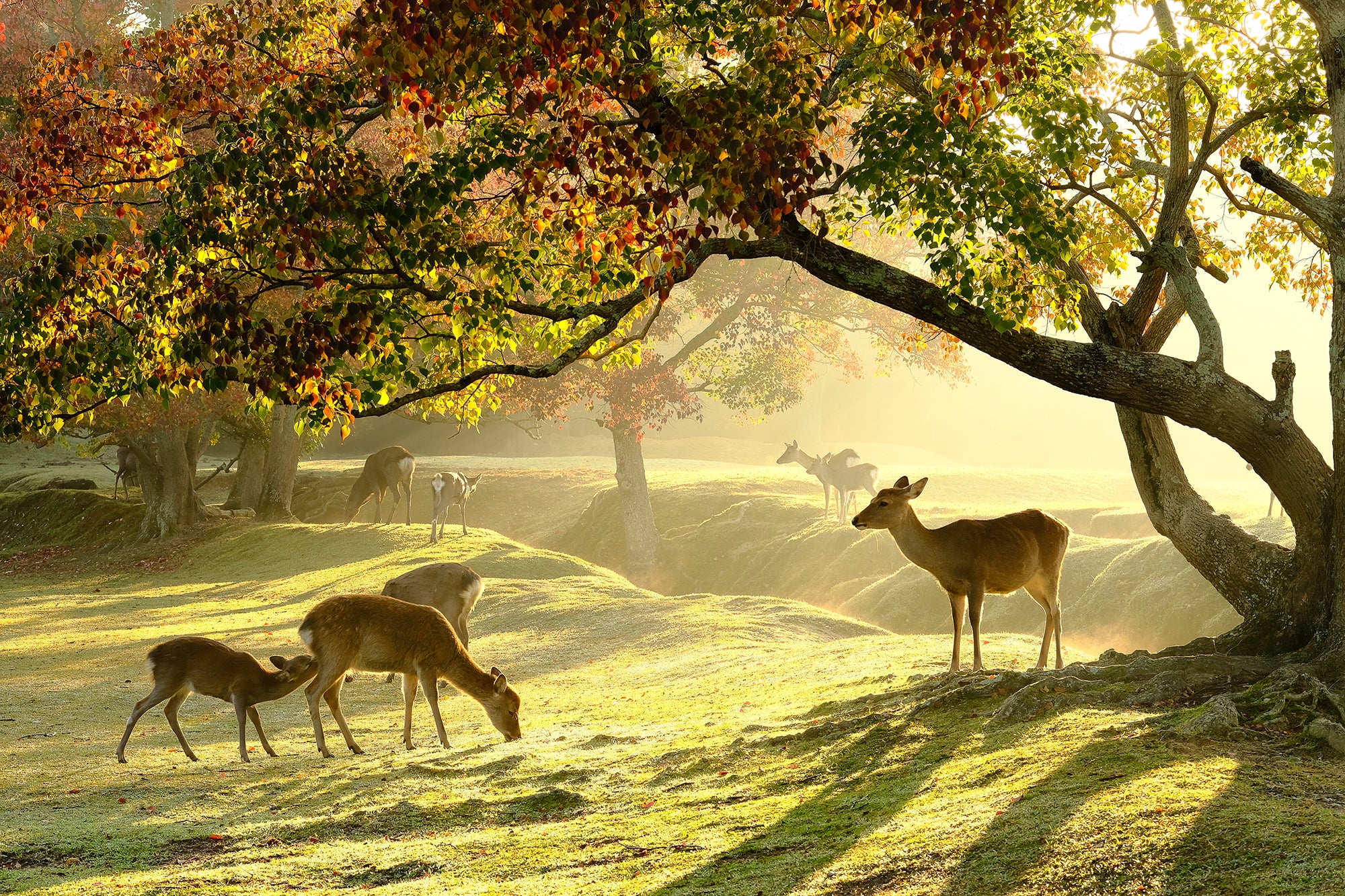Deer peacefully grazing under autumn foliage in Nara Park, Japan, with soft golden light filtering through the trees—symbolizing harmony with nature and seasonal beauty.