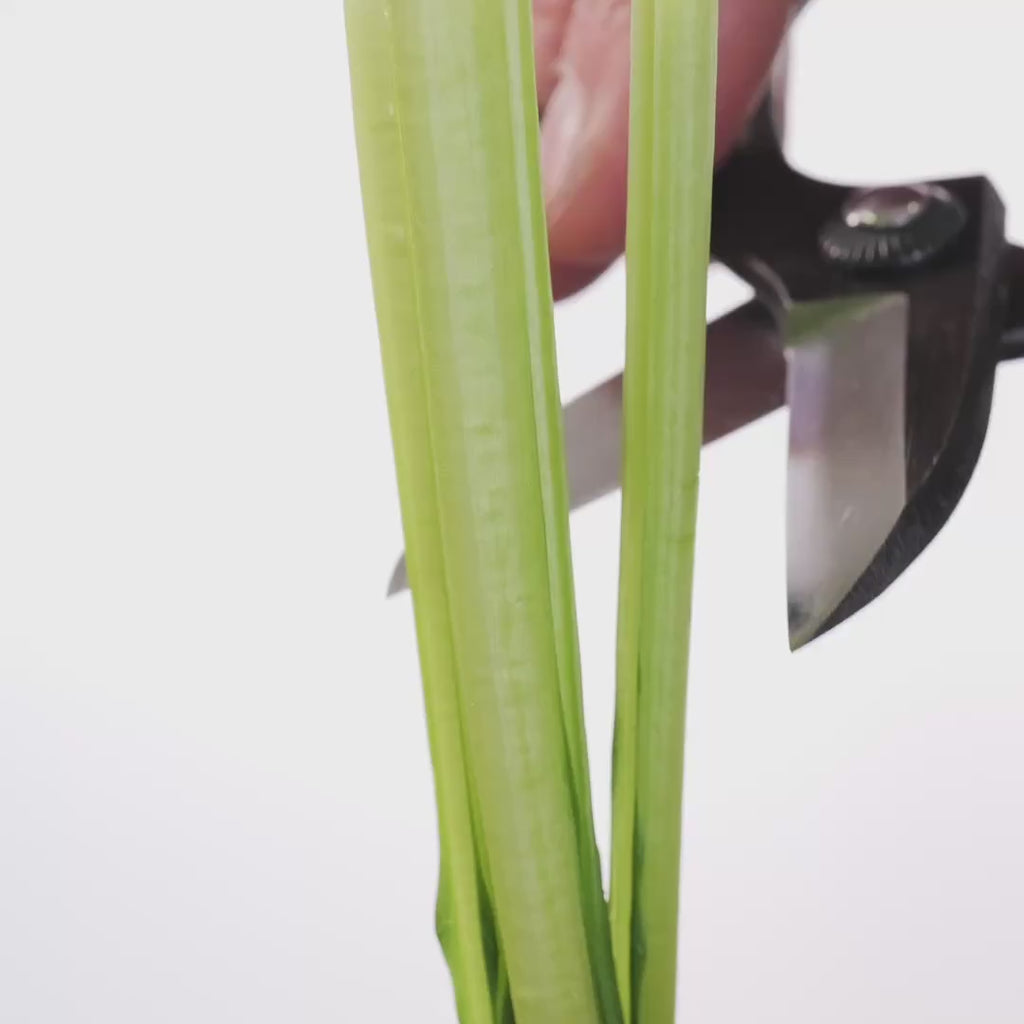 Hidehisa T-9 ikebana shears making a clean cut on flower stems