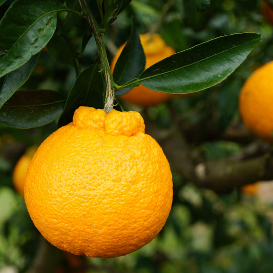 Shirayuki Kitchen Cloth - Citrus Pop