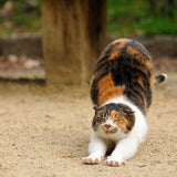 Shirayuki Kitchen Cloth - Meow