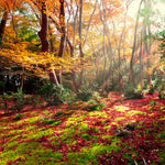 Shirayuki Kitchen Cloth - Japanese Maple