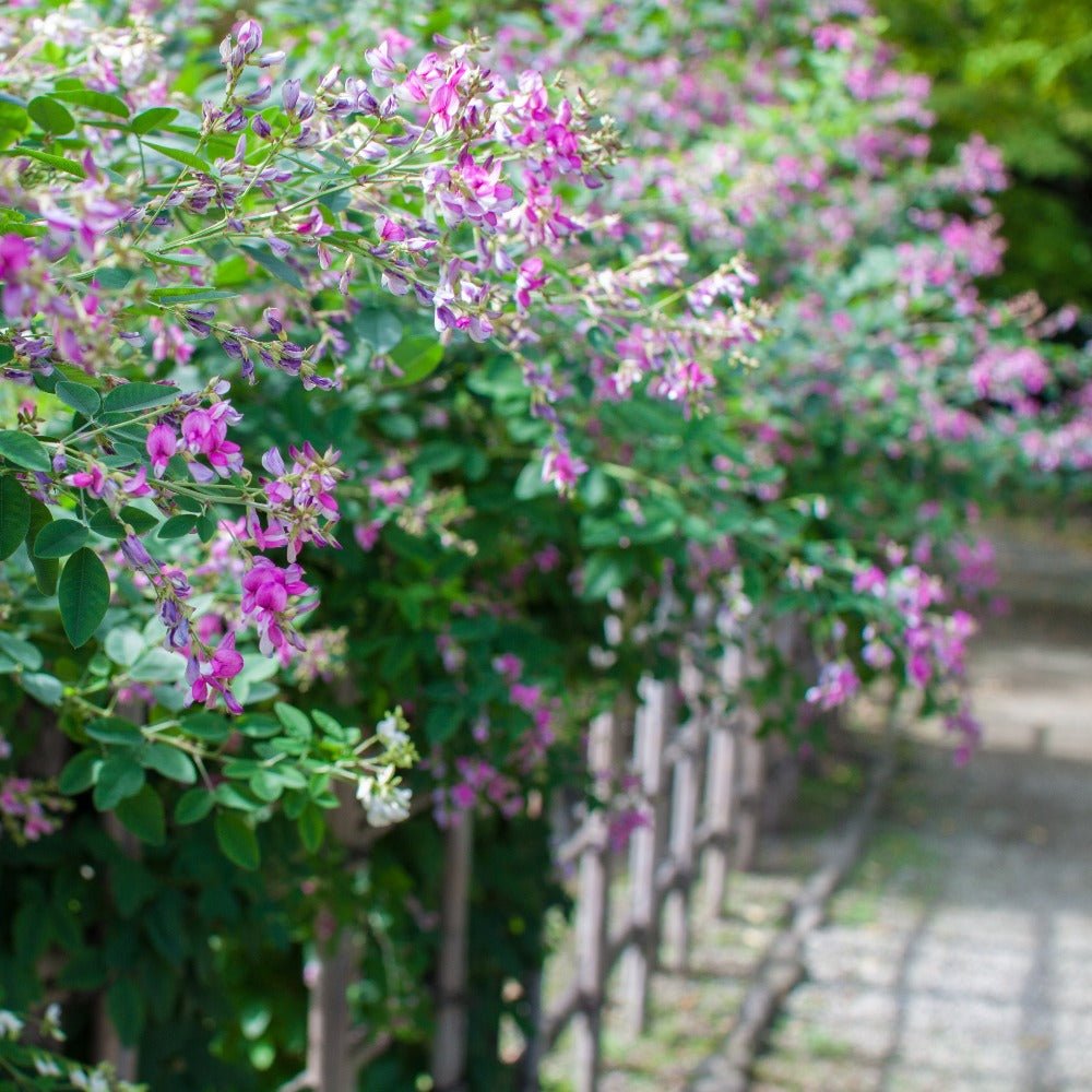 Shirayuki Kitchen Cloth - Bush Clover