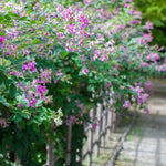 Shirayuki Kitchen Cloth - Bush Clover