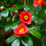 Shirayuki Kitchen Cloth - Camellia