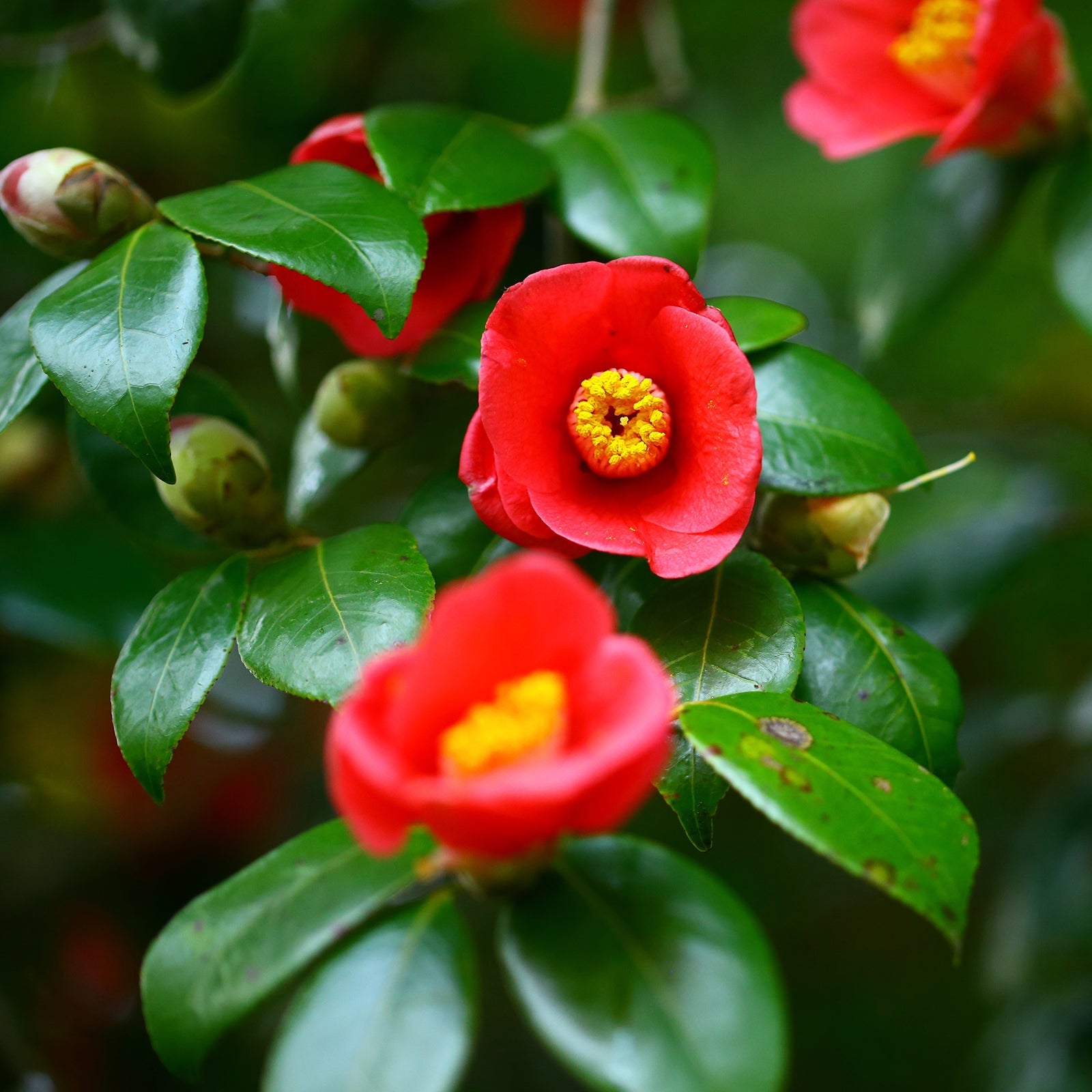 Shirayuki Kitchen Cloth - Camellia