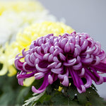 Shirayuki Kitchen Cloth - Chrysanthemum
